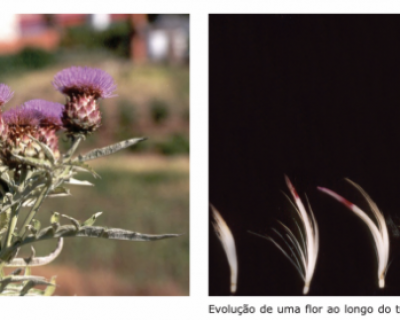 Utilização do cardo em queijaria: o futuro está em curso