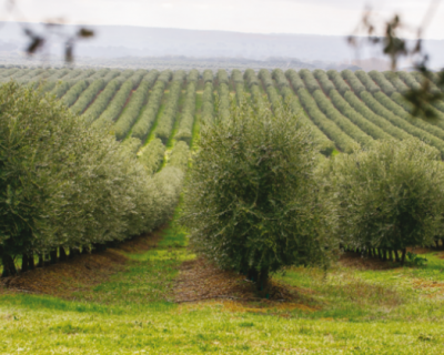 Como vai mudar o mercado agrícola europeu até 2030?