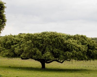 «Nova reforma da PAC materializa prioridades que foram traçadas para a Europa»