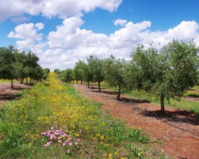 O Governo não ouve agricultores e ameaça a agricultura intensiva