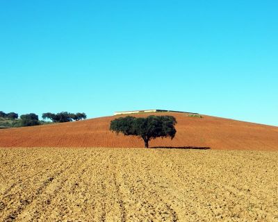Seca afecta gravemente a actividade agro-pecuária da região do Baixo Alentejo