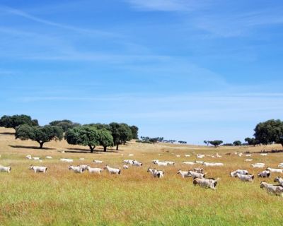 Política Agrícola Comum para o período 2023-2027