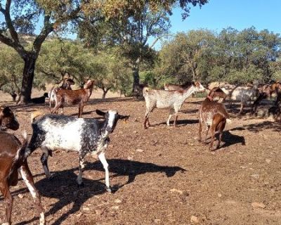 FAABA APRESENTA À MINISTRA REIVINDICAÇÕES RELACIONADAS COM A SECA E COM O PEPAC
