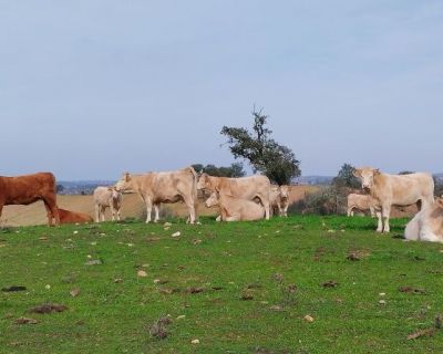 Agricultores alentejanos denunciam incompetência do Ministério da Agricultura e reivindicam o pagamento das ajudas comunitárias a que têm direito