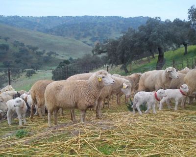 Agricultores alentejanos escrevem ao ministro da agricultura sobre os graves prejuízos causados pelo novo serotipo da Febre Catarral Ovina
