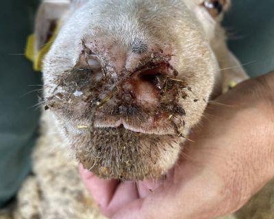 Agricultores do Baixo Alentejo escrevem ao Ministro a reclamar soluções para as consequências da doença da Língua Azul e condições para o setor pecuário