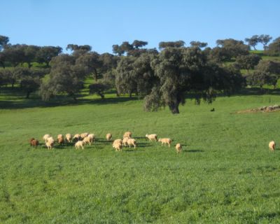 Reunião de representantes da FAABA e da ACOS com Ministro da Agricultura